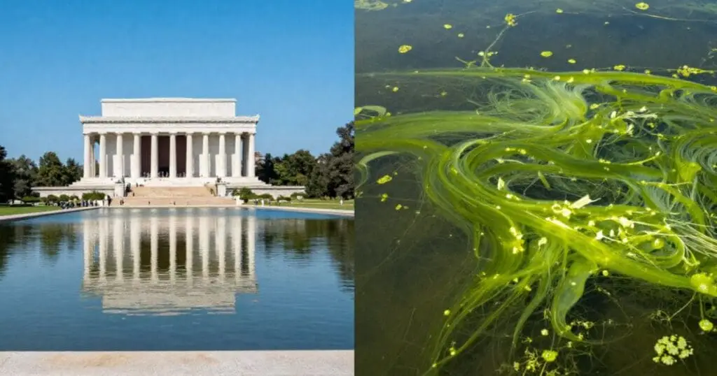 A split-screen photograph showing the pristine Lincoln Memorial reflecting in clear water on the left, contrasted with a close-up of thick, vibrant green algae blooming in water on the right to illustrate the real-world impact of no-bid contracts.