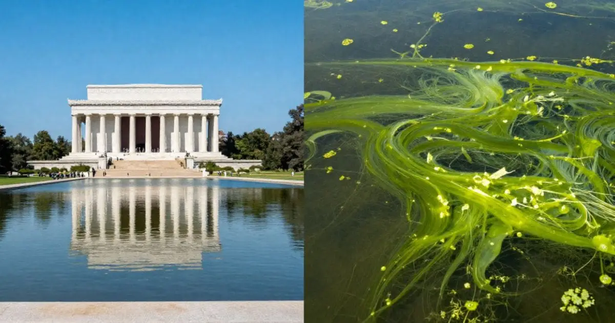 A split-screen photograph showing the pristine Lincoln Memorial reflecting in clear water on the left, contrasted with a close-up of thick, vibrant green algae blooming in water on the right to illustrate the real-world impact of no-bid contracts.